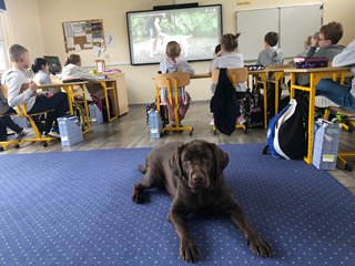 zajęcia edukacyjne w asyście psa