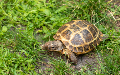 Przedszkolny żółw Gustaw.