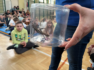 SP40_Lekcja biologii na żywo- owady