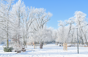 Park szkolny 