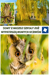Szkolne sowy