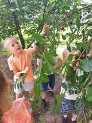 Zbiór wiśni w ogrodzie przedszkolnym 