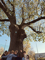 Pomnik przyrody jesion Staś gromadzi w swoim cieniu kolejne pokolenia naszych uczniów i pomaga nam uczyć szacunku do przyrody, a także przeszłości.